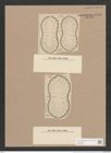 Surirella laxa Janisch (de-Toni-Nr.: Genus 53, Species 2387) Zeichnungen Sammlung Grunow Nr. 4793 (NHMW-BOT-W0372936)